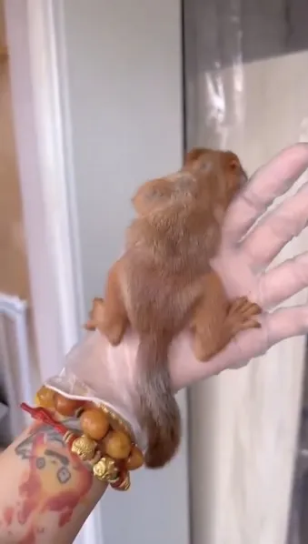 图片[36]-魔王松鼠20种颜色及天数叫法-易客萌宠官网