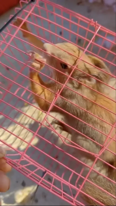 图片[29]-魔王松鼠20种颜色及天数叫法-易客萌宠官网