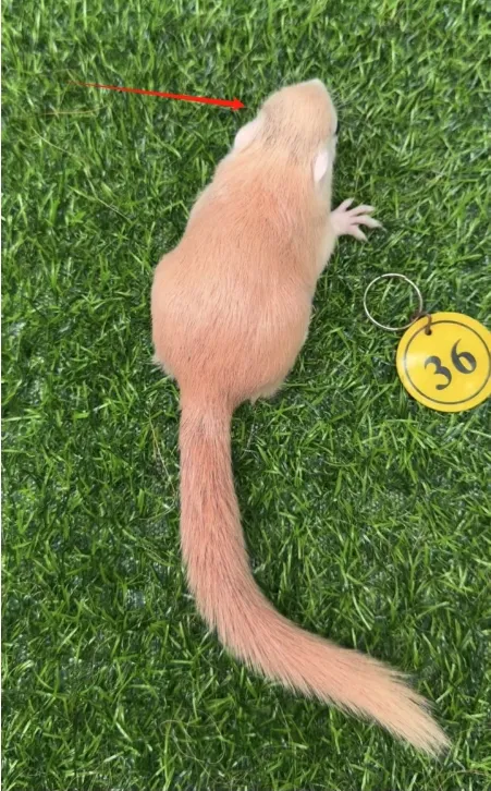 图片[53]-红腹松鼠17种变异色特征介绍-易客萌宠官网