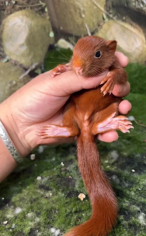 图片[78]-红腹松鼠17种变异色特征介绍-易客萌宠官网