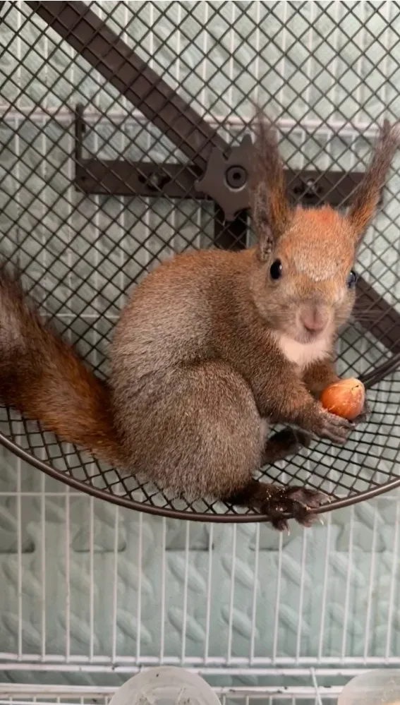 图片[12]-魔王松鼠20种颜色及天数叫法-易客萌宠官网