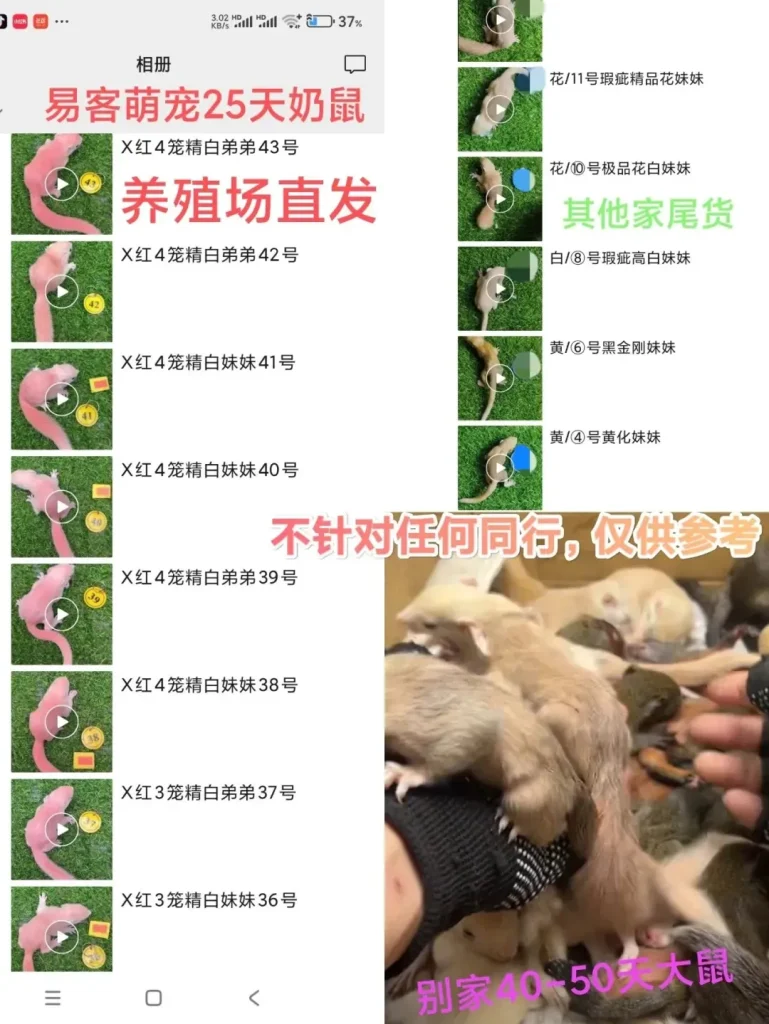 图片[1]-红腹松鼠26条购前声明「务必仔细阅读」-易客萌宠官网