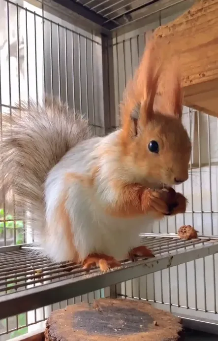 图片[8]-雪地松鼠3种颜色特征介绍-易客萌宠官网