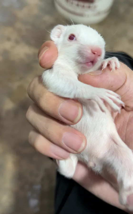 图片[74]-红腹松鼠17种变异色特征介绍-易客萌宠官网