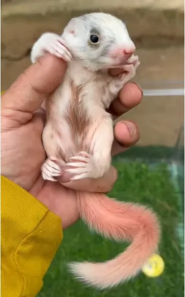 图片[41]-红腹松鼠17种变异色特征介绍-易客萌宠官网