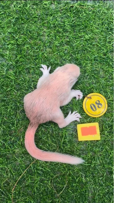 图片[47]-红腹松鼠17种变异色特征介绍-易客萌宠官网