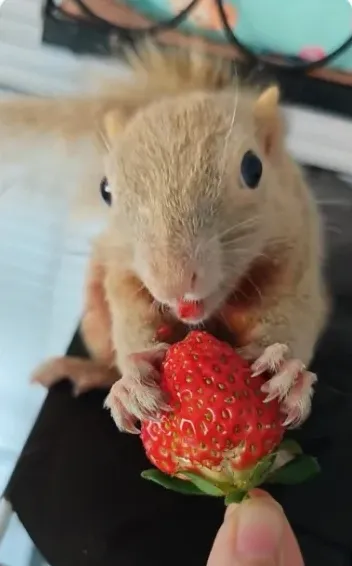 图片[20]-红腹松鼠17种变异色特征介绍-易客萌宠官网