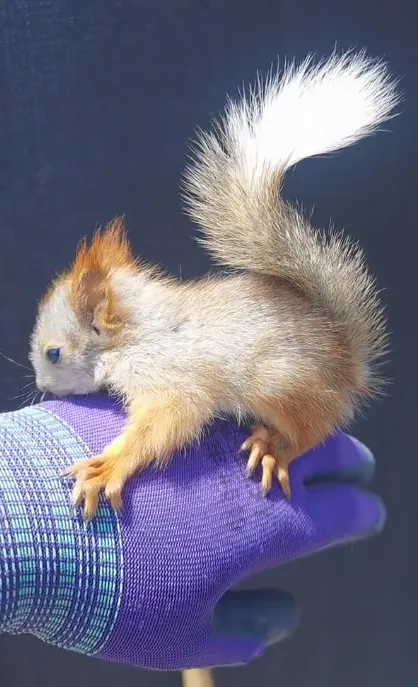 图片[11]-雪地松鼠3种颜色特征介绍-易客萌宠官网