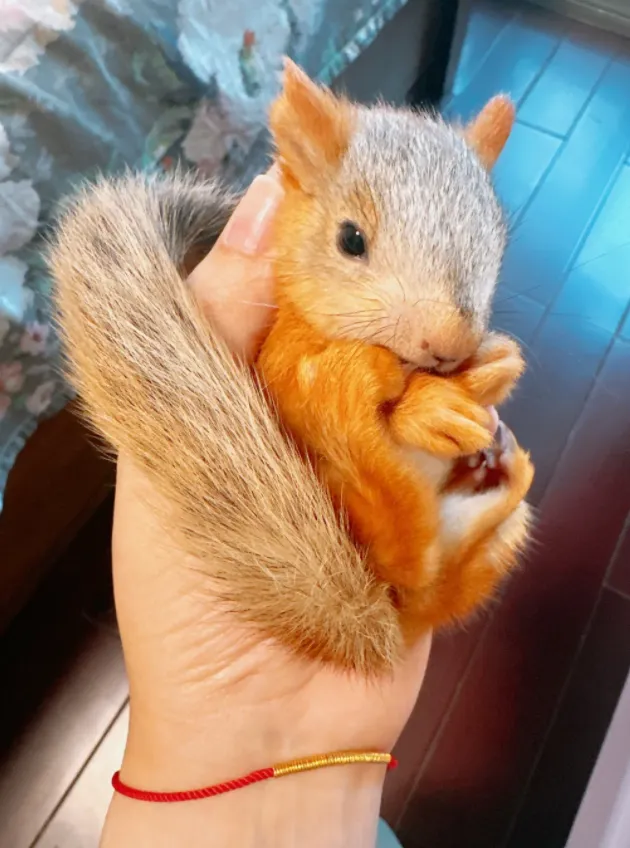 图片[2]-雪地松鼠3种颜色特征介绍-易客萌宠官网