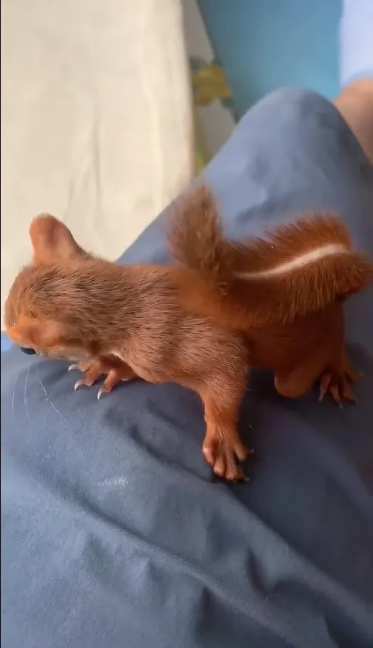 图片[24]-魔王松鼠20种颜色及天数叫法-易客萌宠官网