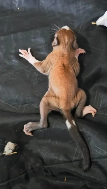 图片[32]-魔王松鼠20种颜色及天数叫法-易客萌宠官网