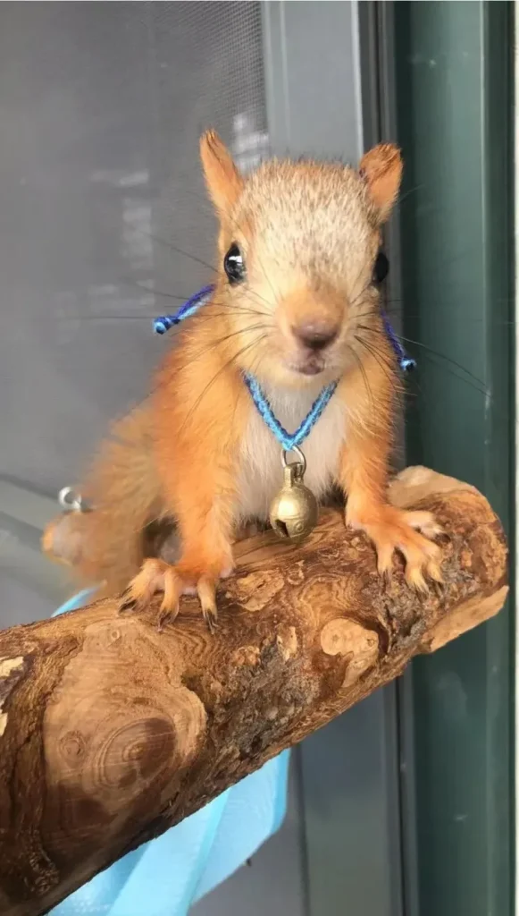 图片[37]-魔王松鼠20种颜色及天数叫法-易客萌宠官网