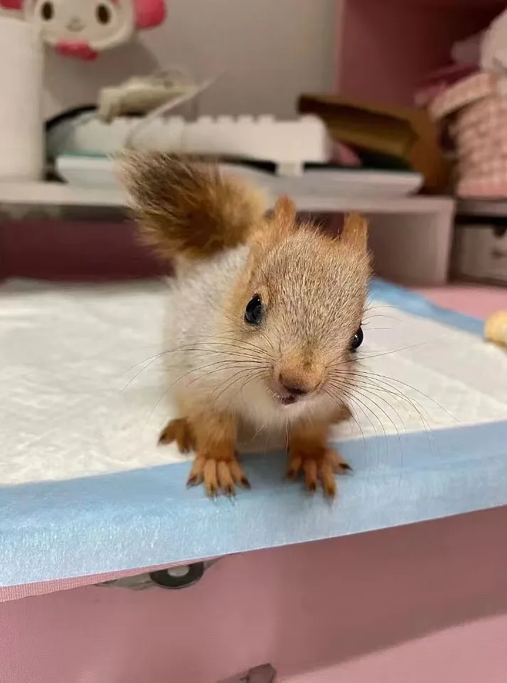 图片[4]-雪地松鼠3种颜色特征介绍-易客萌宠官网