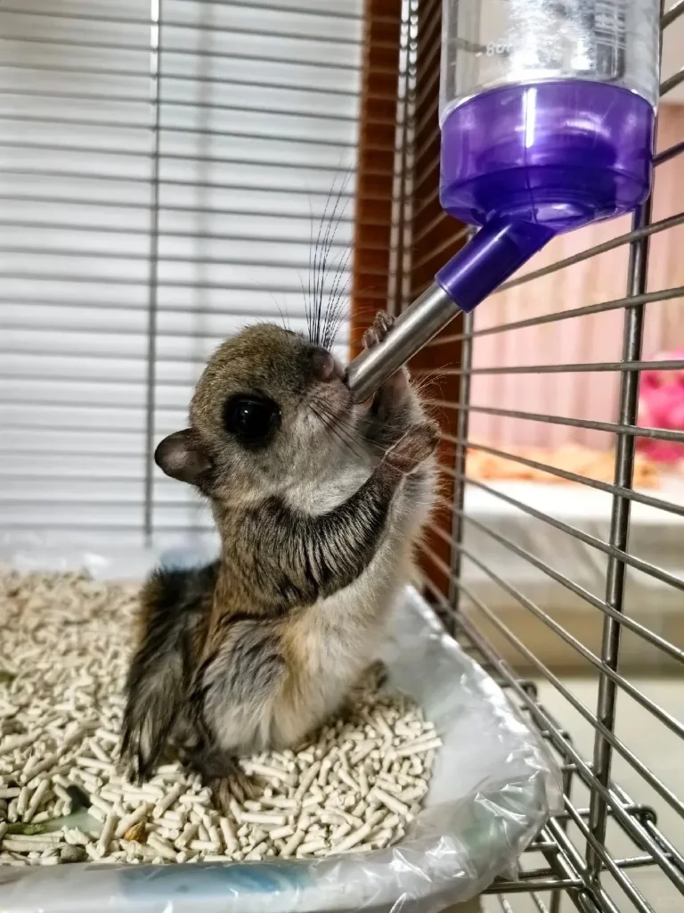 图片[2]-大眼飞鼠