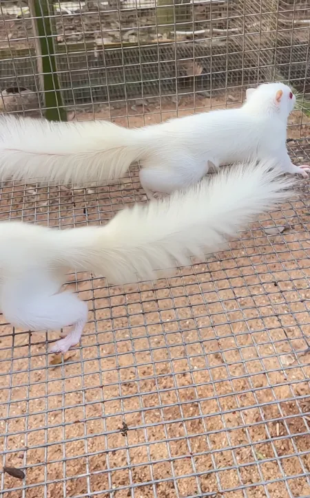 图片[76]-红腹松鼠17种变异色特征介绍-易客萌宠官网