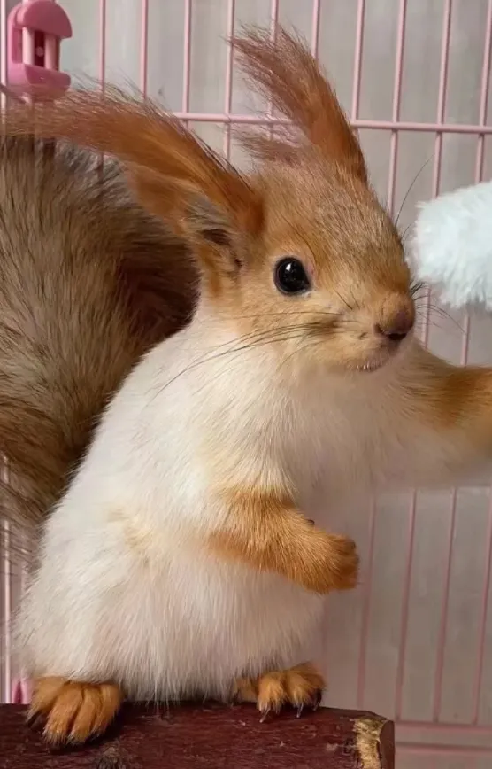 图片[9]-雪地松鼠3种颜色特征介绍-易客萌宠官网