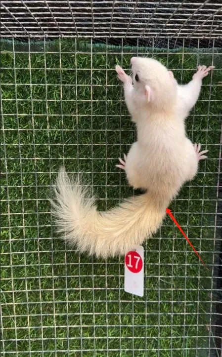 图片[60]-红腹松鼠17种变异色特征介绍-易客萌宠官网