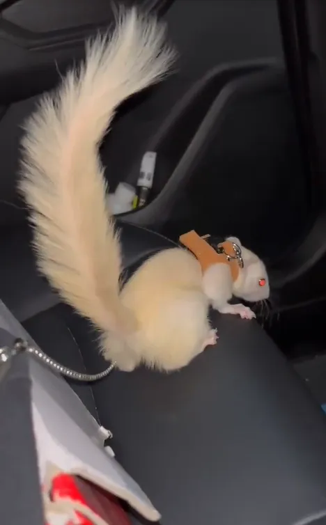 图片[73]-红腹松鼠17种变异色特征介绍-易客萌宠官网