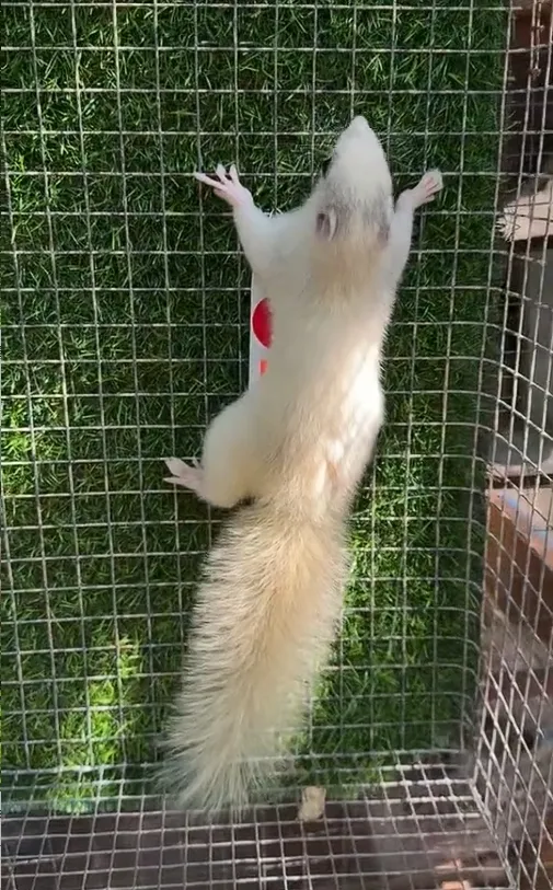 图片[54]-红腹松鼠17种变异色特征介绍-易客萌宠官网