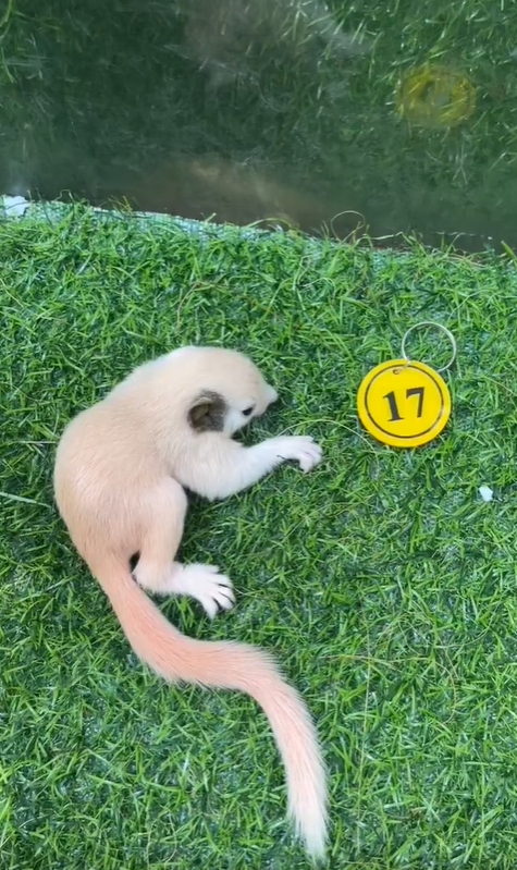 图片[35]-红腹松鼠17种变异色特征介绍-易客萌宠官网