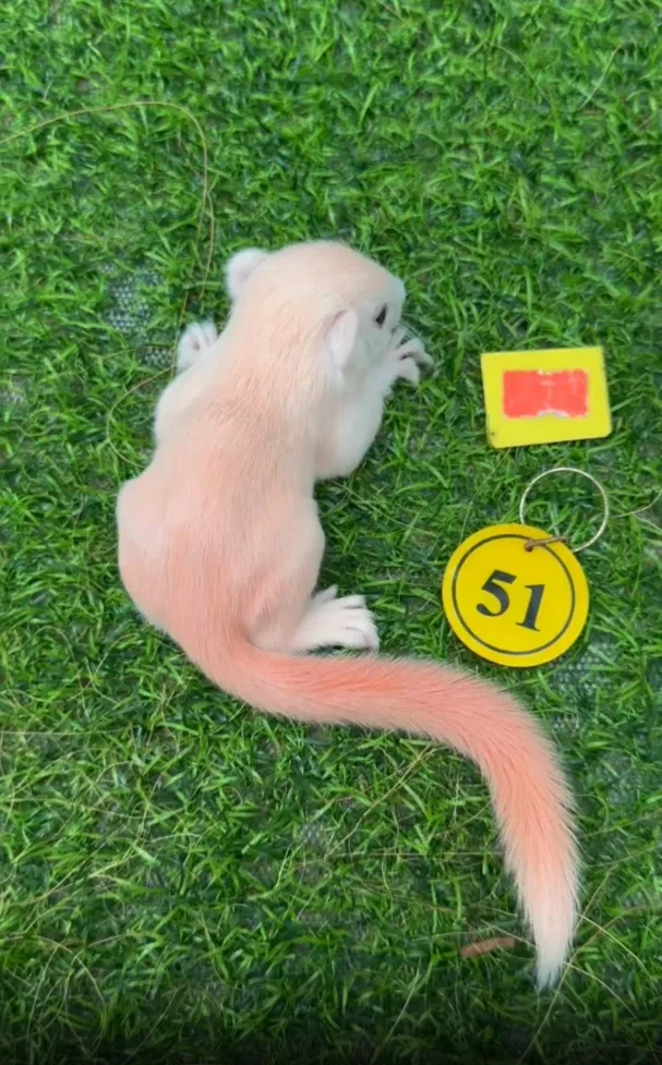 图片[67]-红腹松鼠17种变异色特征介绍-易客萌宠官网