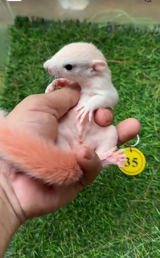 图片[62]-红腹松鼠17种变异色特征介绍-易客萌宠官网