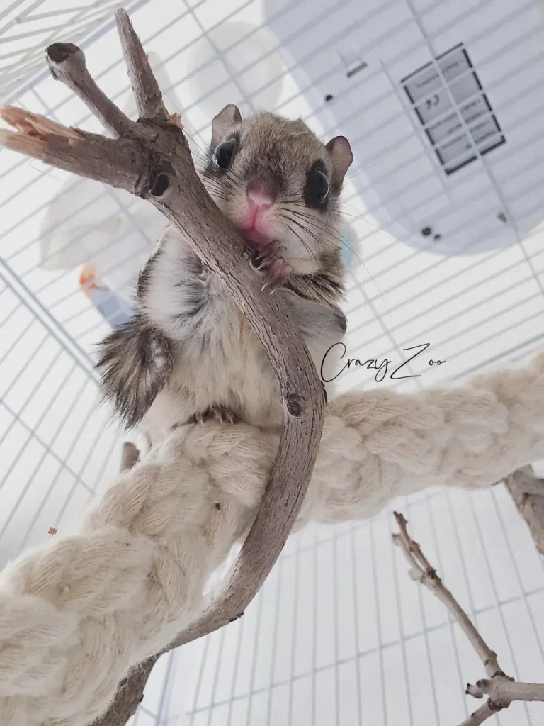 图片[5]-大眼飞鼠