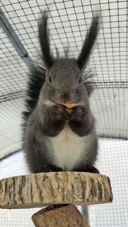 图片[3]-魔王松鼠20种颜色及天数叫法-易客萌宠官网