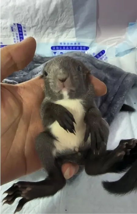 图片[1]-魔王松鼠20种颜色及天数叫法-易客萌宠官网