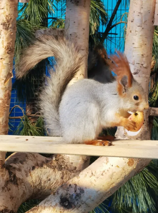 图片[5]-雪地松鼠3种颜色特征介绍-易客萌宠官网