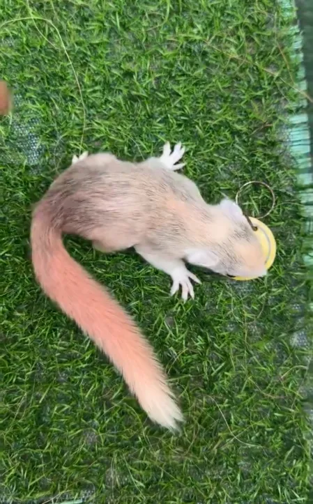 图片[40]-红腹松鼠17种变异色特征介绍-易客萌宠官网