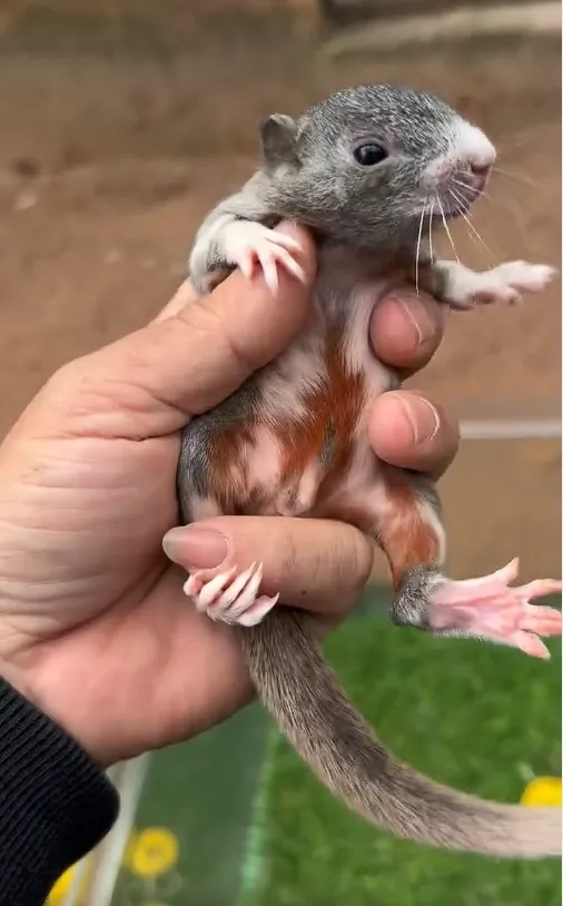 图片[30]-红腹松鼠17种变异色特征介绍-易客萌宠官网