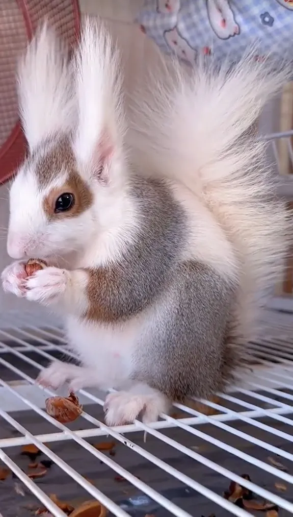 图片[42]-魔王松鼠20种颜色及天数叫法-易客萌宠官网