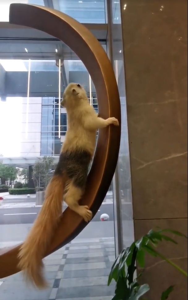 图片[38]-红腹松鼠17种变异色特征介绍-易客萌宠官网