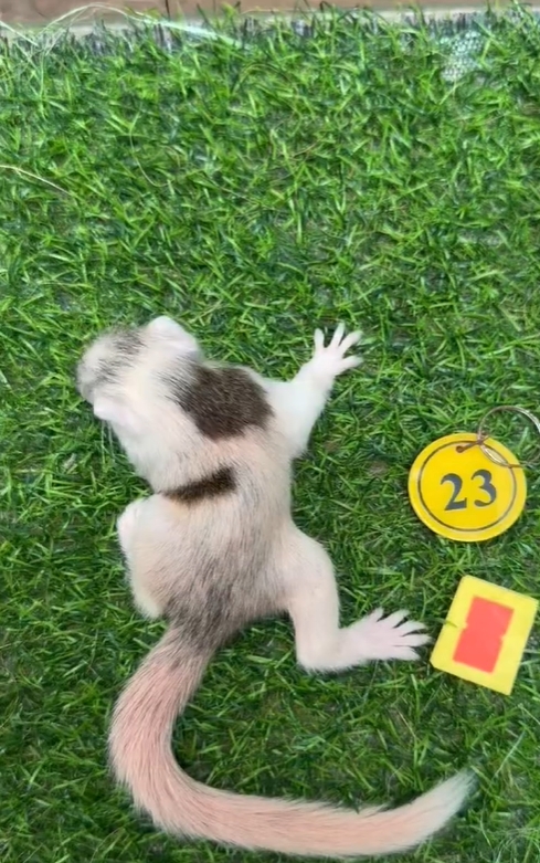 图片[34]-红腹松鼠17种变异色特征介绍-易客萌宠官网