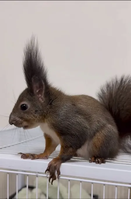 图片[8]-魔王松鼠20种颜色及天数叫法-易客萌宠官网