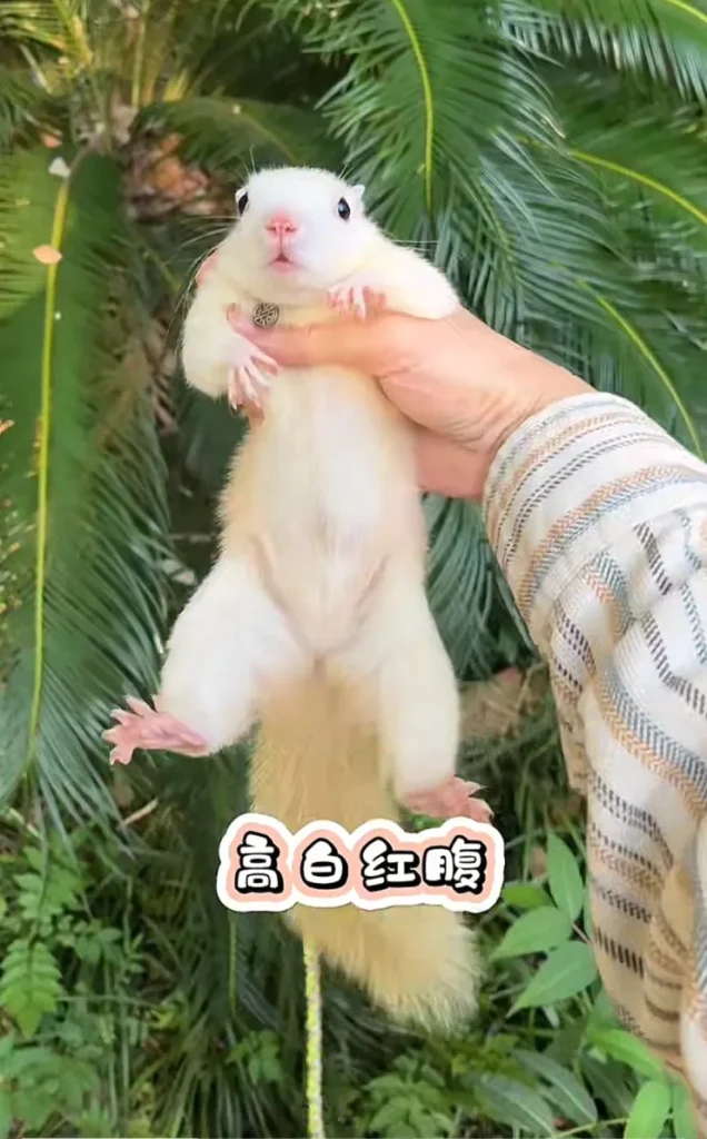 图片[66]-红腹松鼠17种变异色特征介绍-易客萌宠官网