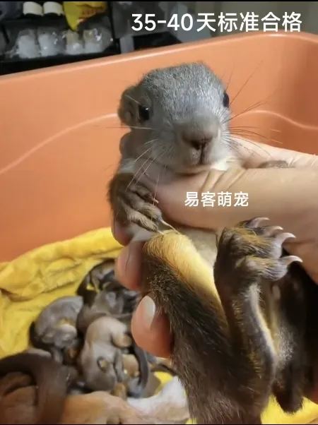 图片[45]-魔王松鼠20种颜色及天数叫法-易客萌宠官网