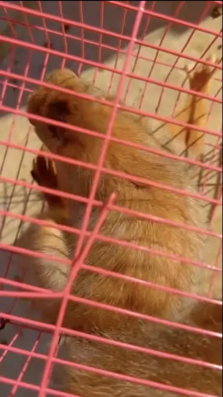 图片[30]-魔王松鼠20种颜色及天数叫法-易客萌宠官网