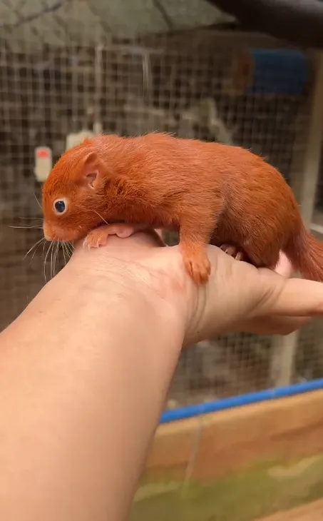 图片[77]-红腹松鼠17种变异色特征介绍-易客萌宠官网