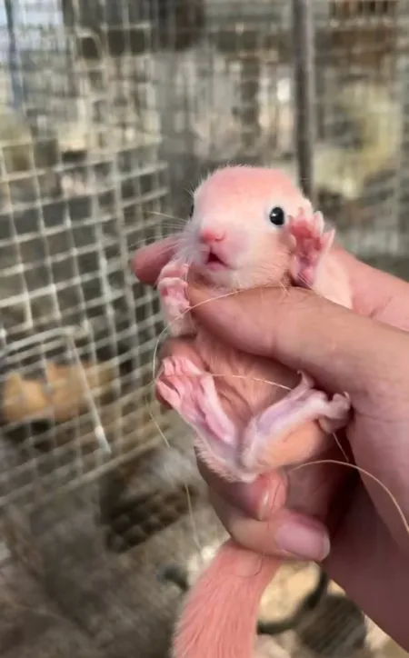 图片[68]-红腹松鼠17种变异色特征介绍-易客萌宠官网