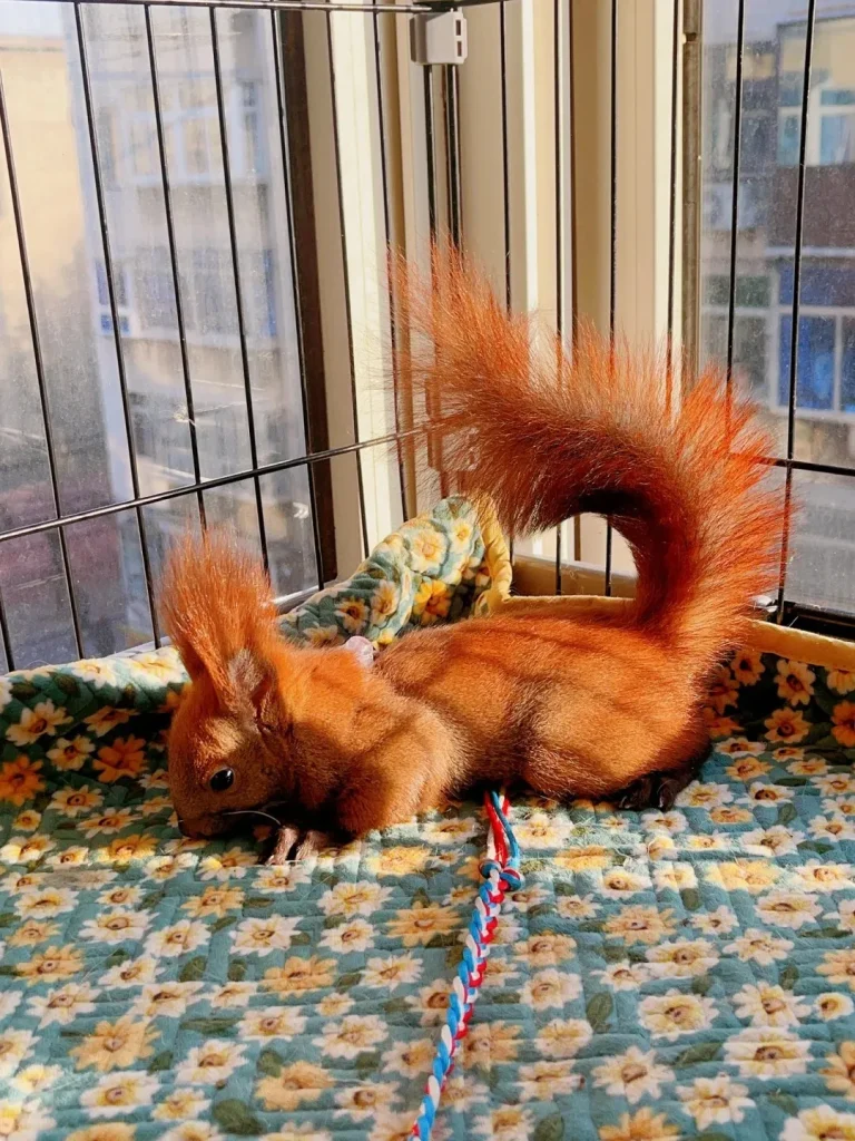 图片[26]-魔王松鼠20种颜色及天数叫法-易客萌宠官网