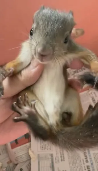 图片[5]-魔王松鼠20种颜色及天数叫法-易客萌宠官网