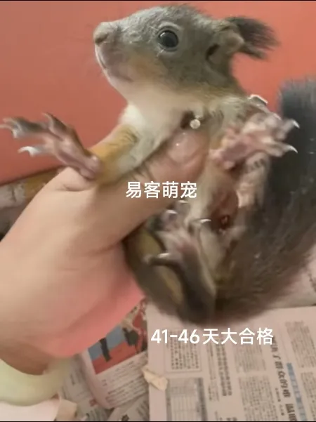 图片[46]-魔王松鼠20种颜色及天数叫法-易客萌宠官网