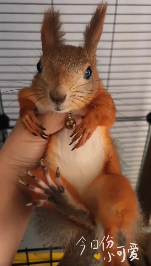 图片[38]-魔王松鼠20种颜色及天数叫法-易客萌宠官网