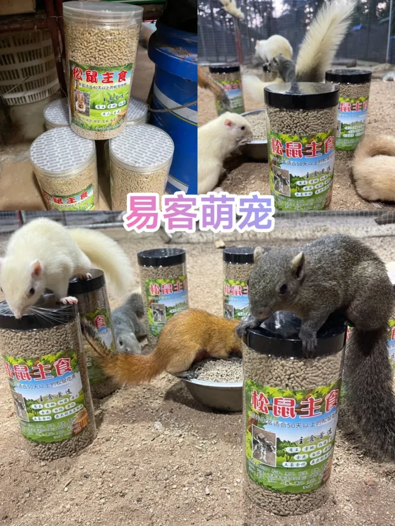 图片[2]-红腹松鼠完整开箱「死亡补发凭证」-易客萌宠官网