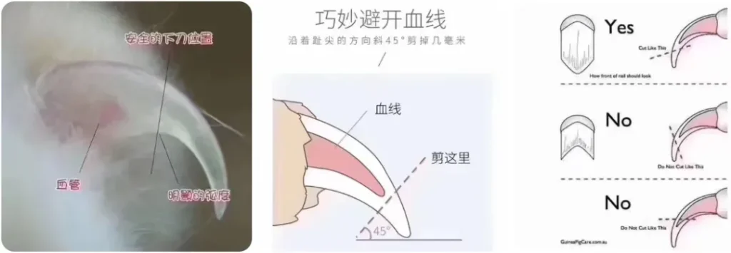 图片[3]-红腹松鼠完整开箱「死亡补发凭证」-易客萌宠官网