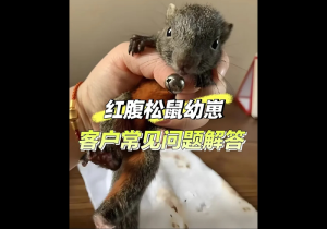 「红腹松鼠常见问题解答」-易客萌宠官网