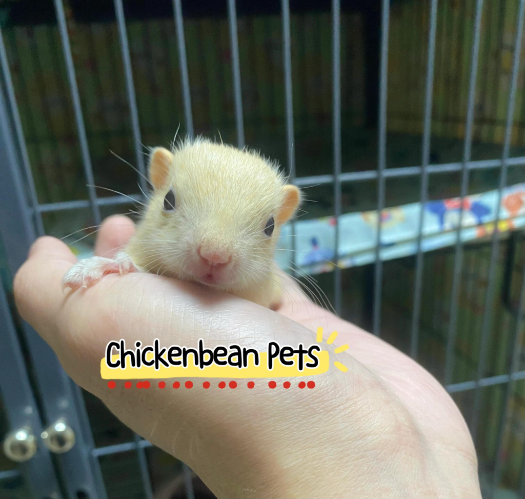 图片[7]-红腹松鼠17种变异色特征介绍-易客萌宠官网