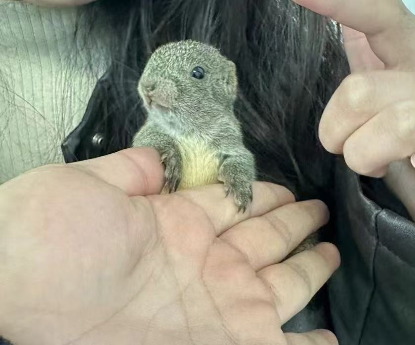 图片[1]-黄山松鼠4种颜色特征介绍-易客萌宠官网